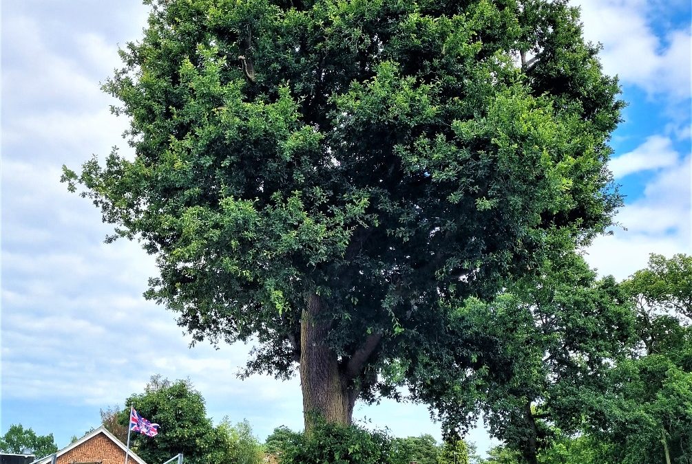Before & After Restoration Tree Reductions – Helping to Maintain their Health in the Changing Environment