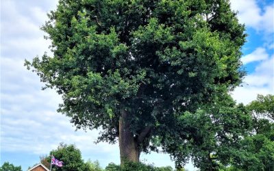 Before & After Restoration Tree Reductions – Helping to Maintain their Health in the Changing Environment