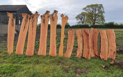 Timber Slabs For Sale Milled from Local Trees