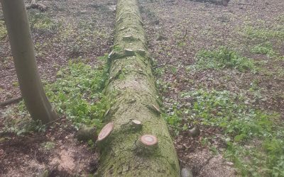 Safely Felling Large Dangerous Trees