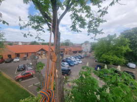 Management & Arboriculture Care on Established Trees