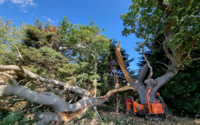 Re-establishing Collapsed Veteran Oaks